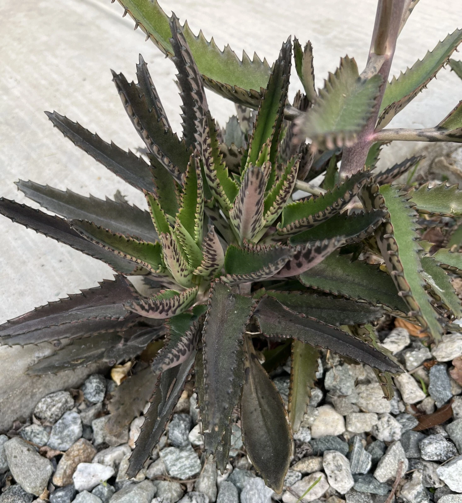 1 Mature Mother of Thousands Kalanchoe Succulent cactus Fully Rooted Liv... - $18.55