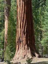 Giant Sequoia Sierra Redwood 20 Seeds - £10.62 GBP