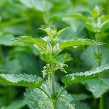 10 Stinging Nettle Plant Bare Roots Only Urtica Dioica Organic Transplan... - $494.66 MXN