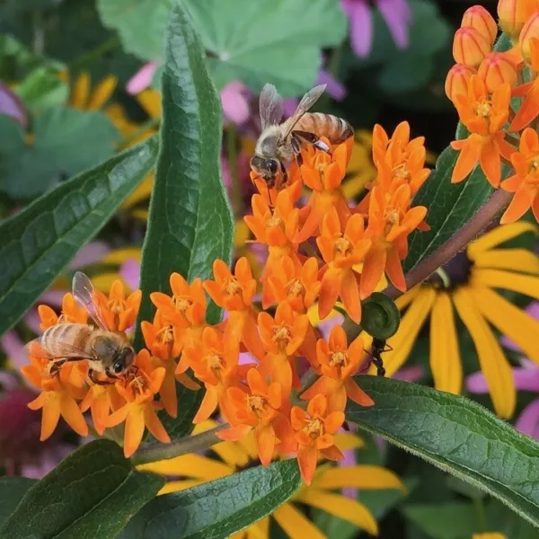 Fresh Butterfly Weed Milkweed Flower Seeds Packet One Half Gram Seeds Orange - £8.27 GBP