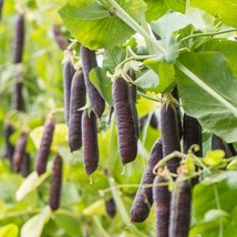Purple snowpea - Ezetha Pea - 20+ seeds - Semillas - Graines - Samen - H... - $97.96 MXN