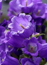 Campanula Seeds Canterbury Bells Blue 250 Flower Seedsgarden Beautiful USA Selle - £16.36 GBP