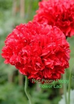 Peony Poppy, Red, 200 Seeds+Buy 2 Get 1 Free+Repeat Customer Bonus - £3.02 GBP