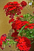 PWO Verbena Hybrids - Nana Compacta Scarlet seed - $3.50