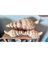 Wood Carved Conch Shells - 1 Large 2 Small ~ Very Nice ~ Bahamas ~ - $55.60 CAD
