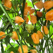 Aji Mango Hot Pepper Seeds (5 Pack) - Exotic &amp; Sweet Heirloom Variety for Home G - £5.50 GBP