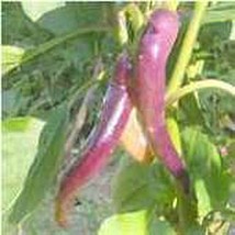 Cayenne Purple Hot Peppers Seeds Fresh Seeds USA - £10.30 GBP