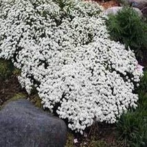 Best Candytuft Iberis 50 Seeds  - £3.74 GBP