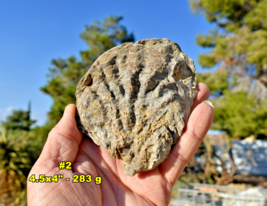 Detailed OYSTER SHELL Fossil Specimens * 4-5&quot; Prehistoric Mollusk * California - £9.62 GBP