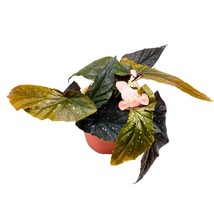 Harmony&#39;s Phantom Angel Wing, 6 inch Cane Begonia Light Orange Flower Few Polkad - £44.66 GBP