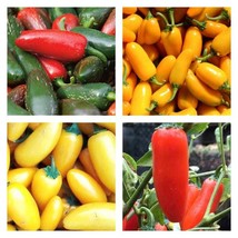 Jalapeno Pepper Collection Hot Seeds Fresh Garden - £19.68 GBP