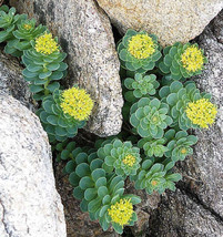 25 Seeds Roseroot Stonecrop Golden Rose Root Sedum Rhodiola Rosea Yellow... - $8.35