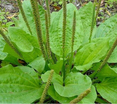 HGBO Plantain Seeds 200 Seeds Plantago Major Herb Garden Perennial Teas From US - £6.51 GBP