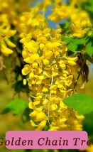 Golden Chain Tree 50 Seeds Hardy Fast Growing Tree Laburnum Anagyroides ... - $5.63