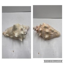 2 Extra Large Conch Seashell Horns - Great Pink Colors Aquarium Ocean Beach - £58.17 GBP