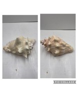 2 Extra Large Conch Seashell Horns - Great Pink Colors Aquarium Ocean Beach - $74.24