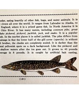 Northern Pike 1939 Fresh Water Fish Art Gordon Ertz Color Plate Print PC... - €25,76 EUR