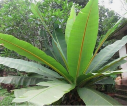 5 Pc Seeds Musa Sikkimensis Plant, Darjeeling Banana Seeds for Planting | RK - £19.83 GBP