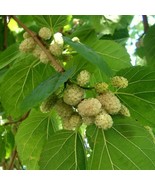 2-3 year old White Mulberry - Morus alba plant, Russian - 2-3 ft tall - £51.16 GBP