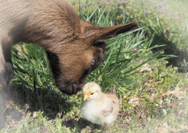 Easter Kid and Chick by Allena Yates, photo print - £36.05 GBP+