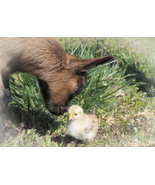 Easter Kid and Chick by Allena Yates, photo print - £35.58 GBP+
