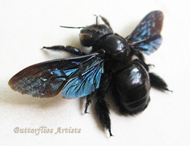 Real Violet Carpenter Bee Xylocopa Violacea Framed Entomology Shadowbox - £42.35 GBP