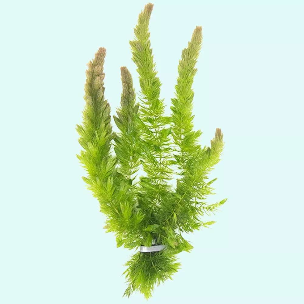 Aquatic Plant LOW TECH Aquarium Plant Lush Hornwort  - £12.61 GBP