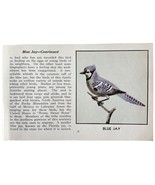 Blue Jay Bird Print 1931 Blue Book Birds Of America Antique Art PCBG13A - $24.99