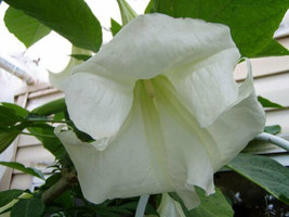 ArfanJaya 10_Seeds Brugmansia suaveolens White - £14.33 GBP
