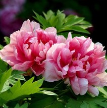 20 Seeds Drawing Peony Chinese Peony Seeds Beautiful Garden Flower, Arom... - £23.12 GBP