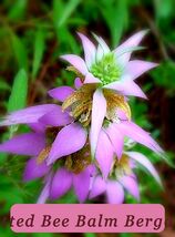 5917 spotted bee balm bergamot pop thumb200