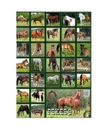 Memory Game Pexeso Horses, (Find the pair!), European Product - $6.30