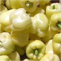 White Diamond Bell Pepper Seeds New Fresh US Shipping - $4.80