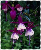 50pcs/bag Fuchsia Seeds Potted Flowers seeds,bonsai seeds.#9730 - $5.65