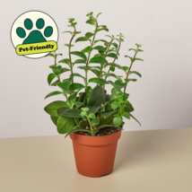 Lipstick Plant - $21.99+