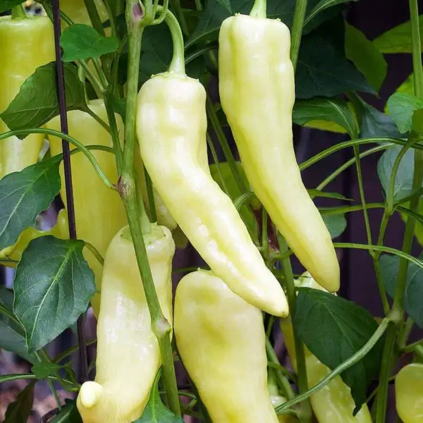 Sweet Banana Pepper Premium 30 Seeds High Yield Organic Fresh Garden - £7.84 GBP