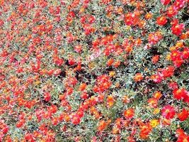 Fresh 300 Wine Red TETRA VERSAILLES COSMOS Bipinnatus Hummingbird Flower... - $3.50