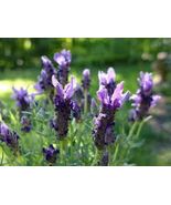 Lavender French 3oz Buds/Flowers added to China black leaf tea - $12.72