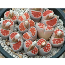 100 Seeds Karasmontana Top Red Succulents Plants Seeds Gardening - £6.34 GBP