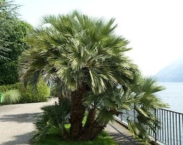 5 Common Windmill Palm Trachycarpus Fortunei Hardy Chusan Palm Tree Sun ... - $190.86 MXN