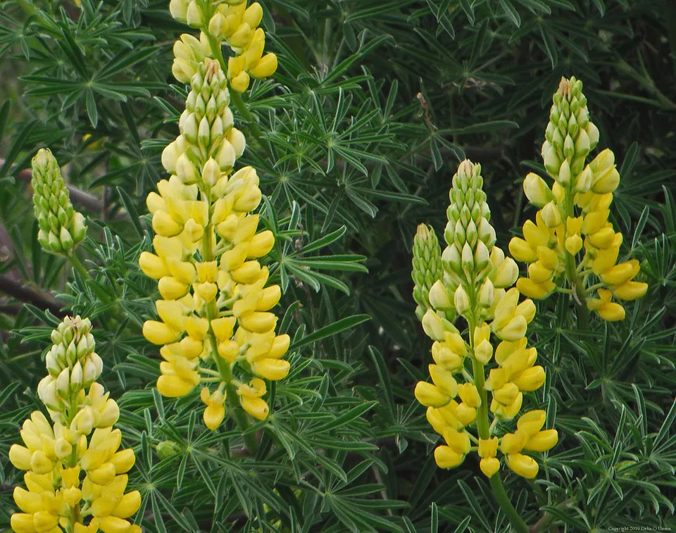 Yellow Lupine Lupinus densiflorus aureus, Whitewhorl Lupine 20 seeds - £3.12 GBP