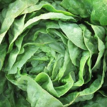 Organic Little Gem Lettuce Fast Shipping - £9.10 GBP