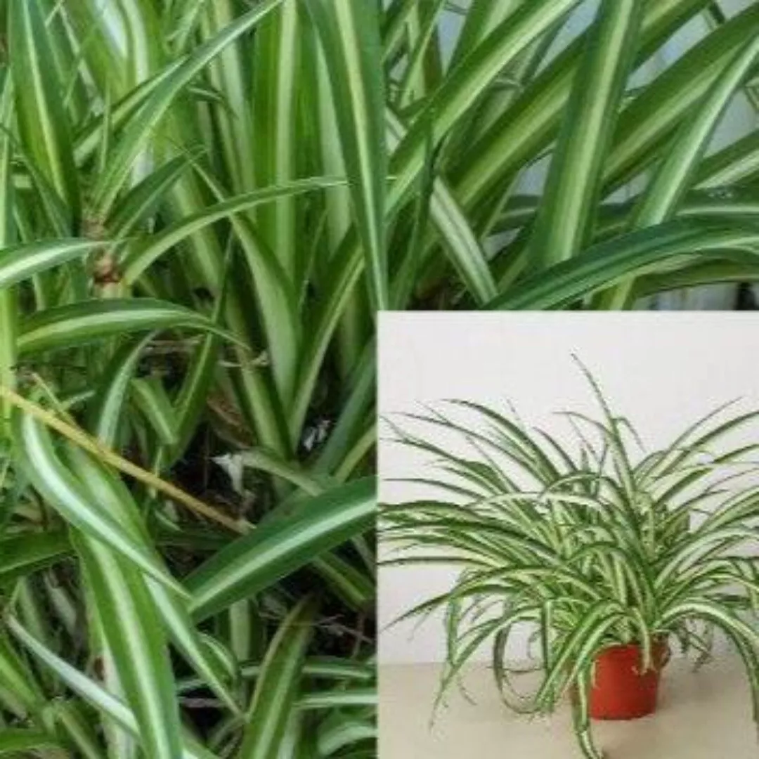 Spider Variegated Chlorophytum comosum Variegatum airplane Live Plant 1 Gallon - $51.97