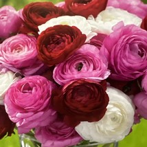 Ranunculus Appleblossom Mix 10 Flower Plant Bulbs Pink Red White From Ca... - $13.64