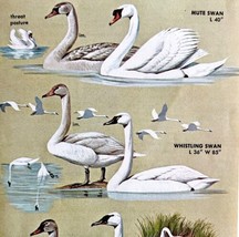 White Swan Varieties And Types 1966 Color Bird Art Print Nature ADBN1r - $19.99