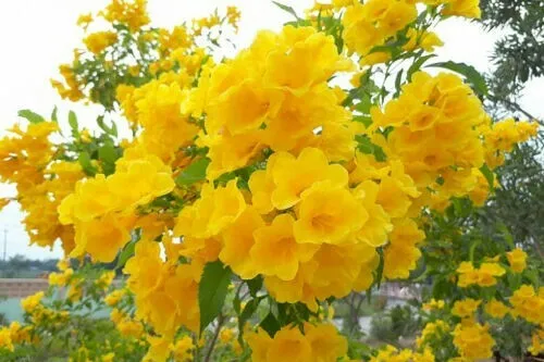 10 Golden Mimosa Acacia Baileyana Yellow Wattle Tree Flower Seeds Pack R... - £8.77 GBP