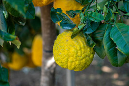 5+ Rough (Citrus Jambhiri) Lemon Seeds - Garden Planting - $226.34 MXN