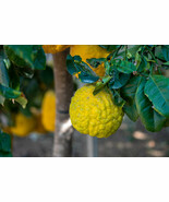 5+ Rough (Citrus Jambhiri) Lemon Seeds - Garden Planting - €10,32 EUR