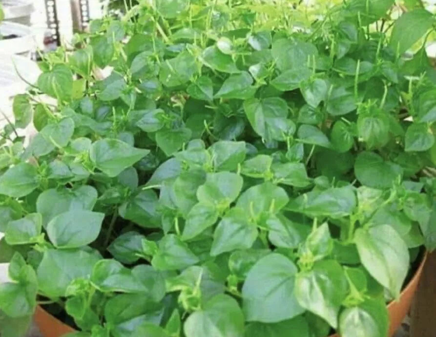 10 Plants Peperomia Pellucida Crab Claw Herb Krasang Teap Rau Càng Cua P... - $34.91 CAD