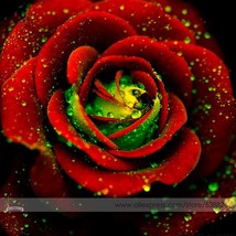 Heirloom Big Blooming Red Green Rose Bush Flower Seeds, Professional Pack, 50 Se - £3.24 GBP